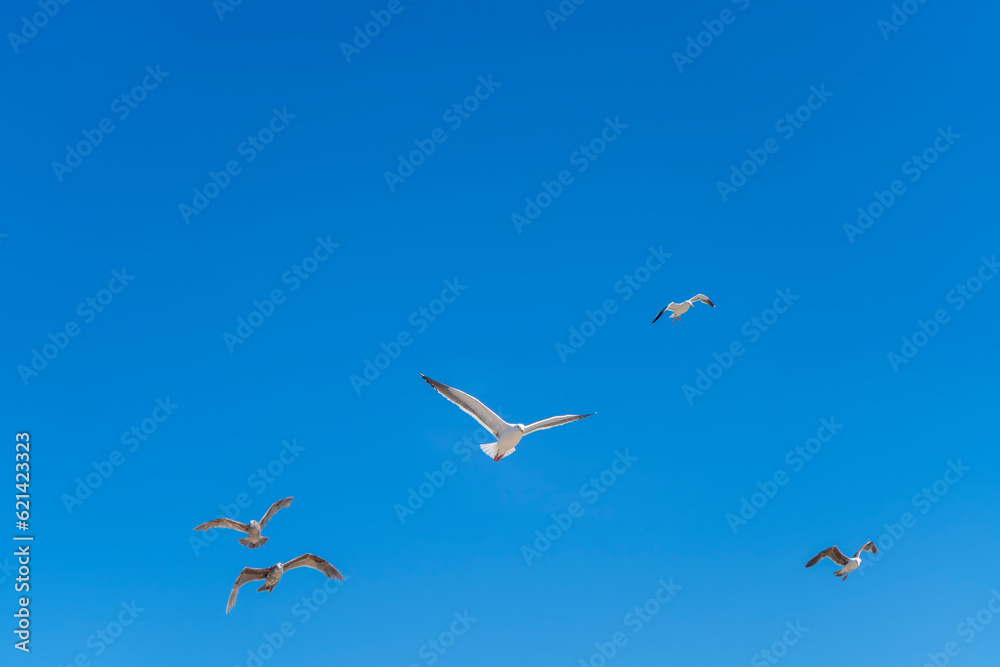 Fototapeta premium Seagulls flying in a blue sky