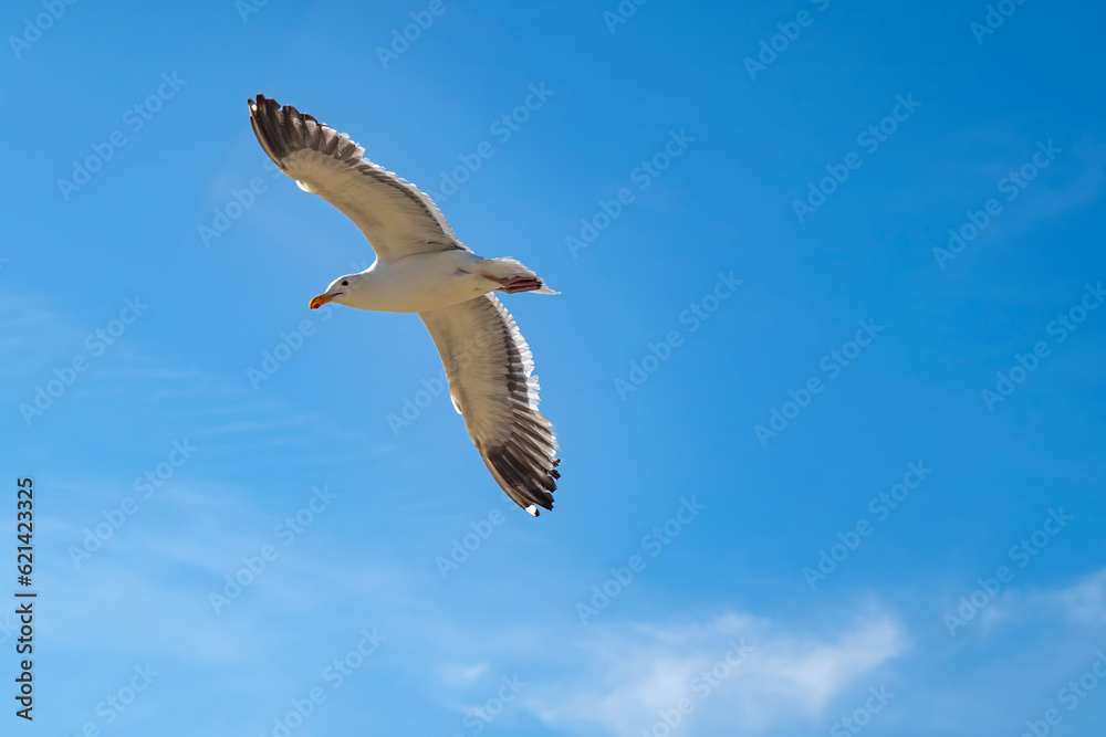 Single seagull flying in a blue sky Single seagull flying in a blue sky