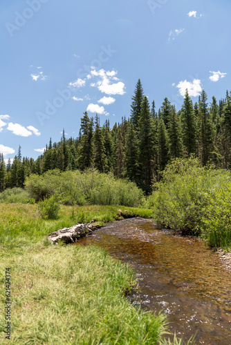 mountain creek in the forest