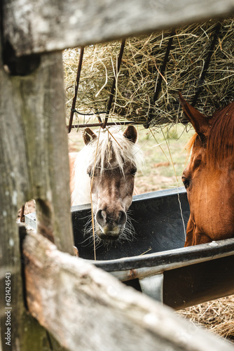 Horse eating hay 