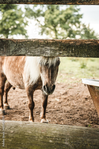 Horse eating hay 