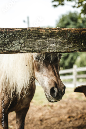 horse in the farm