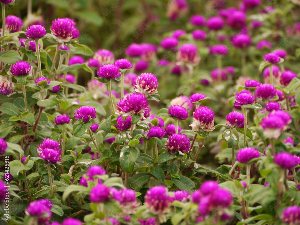 Gomphrena globosa.