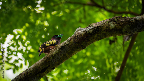 Banded (Javan) Broadbill  in the forest in Thailand.