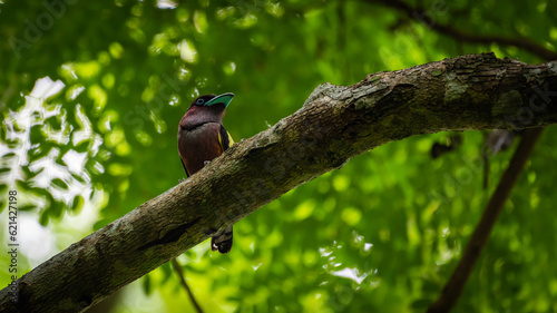 Banded (Javan) Broadbill  in the forest in Thailand.