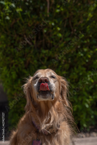 golden retriever dog lick