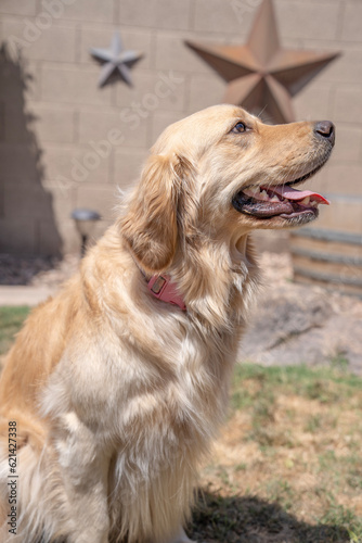 golden retriever dog smile right