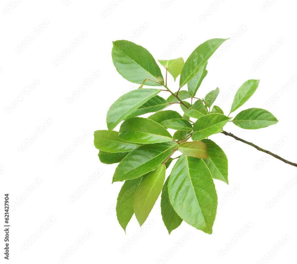 Branch of Indian olive-green leaves isolated on transparent background. Branch of Indian olive-green leaves isolated on transparent background.