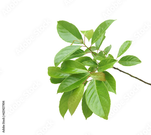 Branch of Indian olive-green leaves isolated on transparent background.
