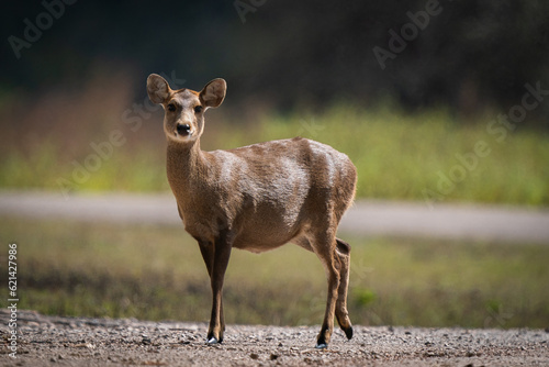 Hog Deer standing on the road in the forset in Thailand.