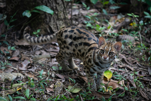 Leopard cat in the forset in Thailand.