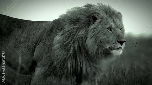 Dark lion walking like king || king || lion walking 