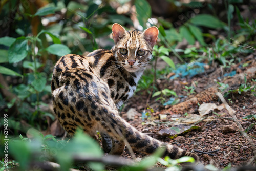 Leopard cat in the forset in Thailand.