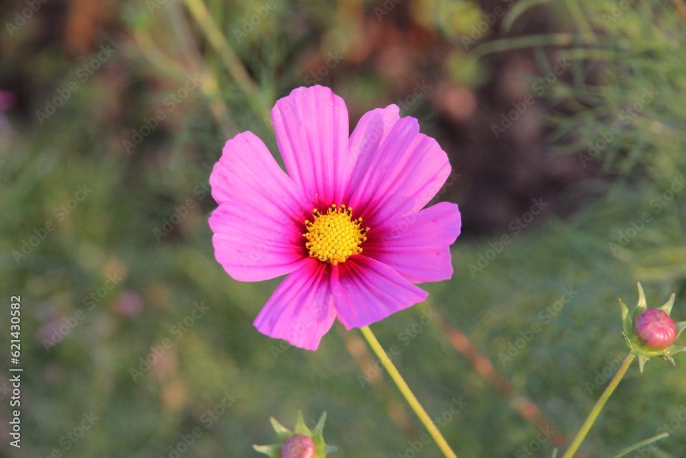 Obraz premium Pink and white cosmos flowers in the garden.Macro image.