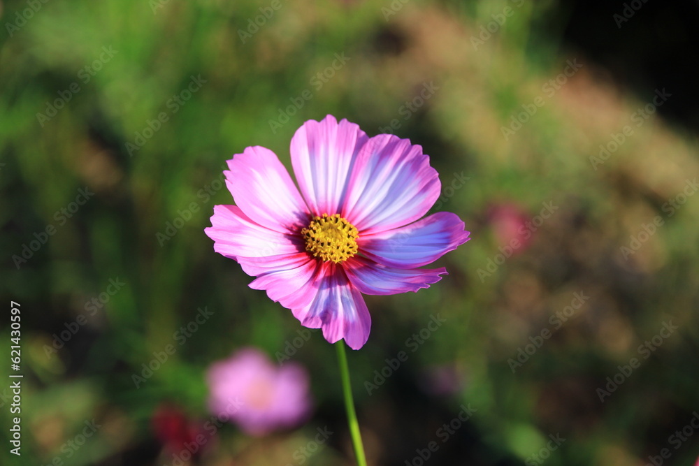 Pink and white cosmos flowers in the garden.Macro image. Pink and white cosmos flowers in the garden.Macro image.