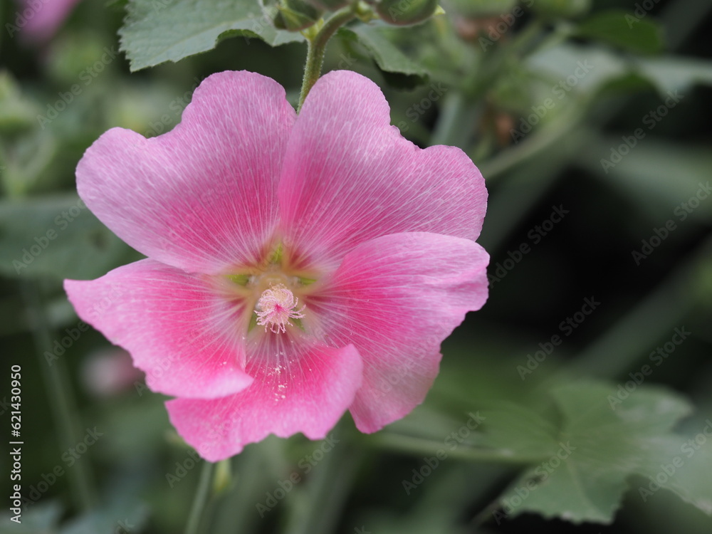 夏の花　タチアオイ