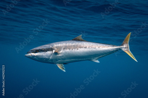 Yellowtail kingfish swimming in blue ocean water