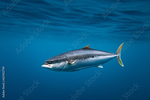 Yellowtail kingfish swimming in blue ocean water