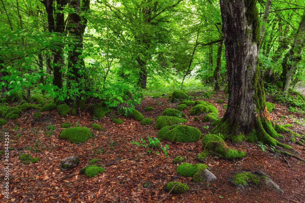 Moss overgrown boulders in a green wet forest