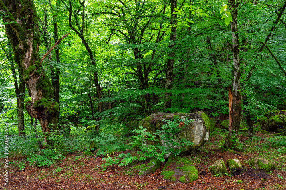 Dense green wet forest at rainy season