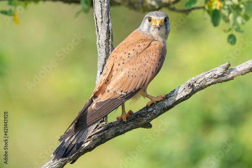 Common kestrel, European kestrel, Eurasian kestrel or Old World kestrel - Falco tinnunculus perched at green background. Photo from Kisújszállás in Hungary. © PIOTR