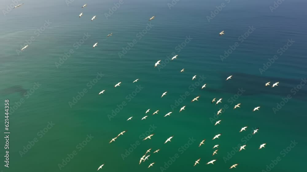 Aerial video of birds flying on a sunny day over the coast of Israel Aerial video of birds flying on a sunny day over the coast of Israel