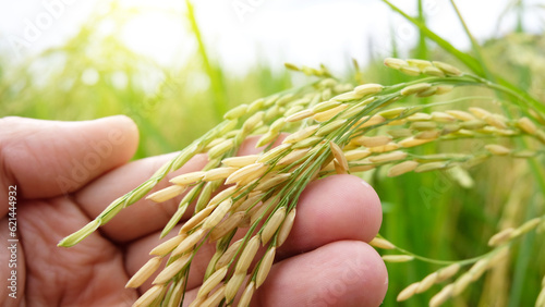 Foto Hand tenderly touching a young rice in the paddy field, Hand holding rice with warm sunlight, Closeup of yellow paddy rice field with golden sun rising in autumn