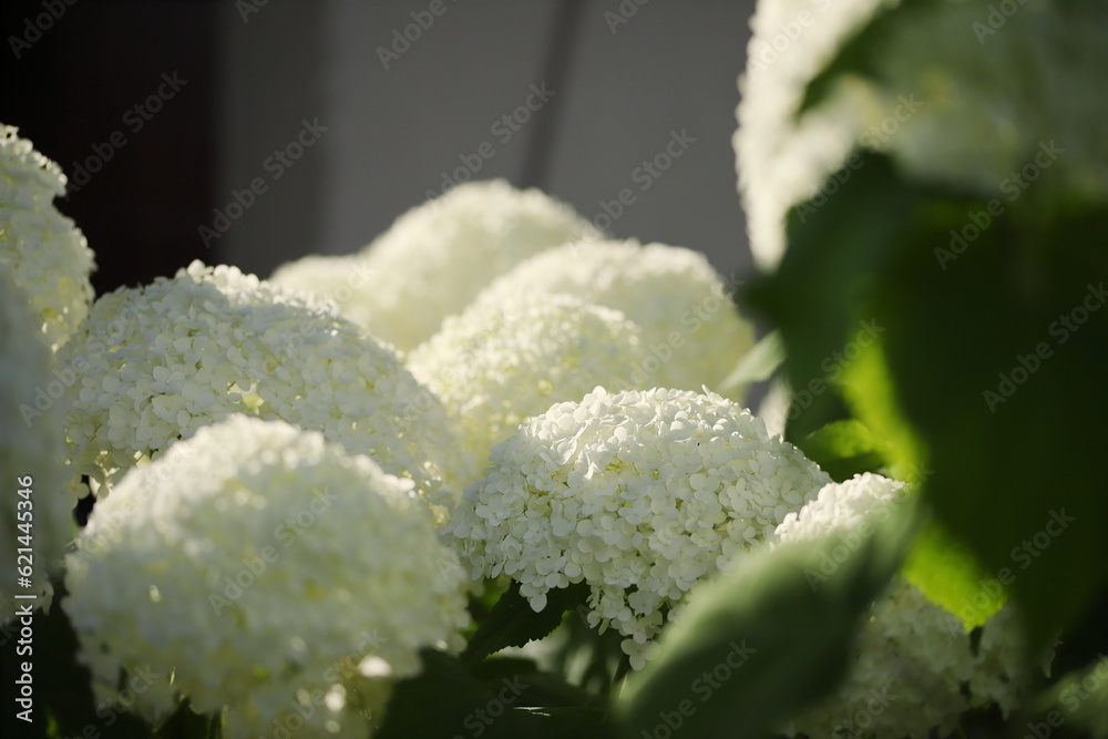 Naklejka premium Hortensja, kwiat