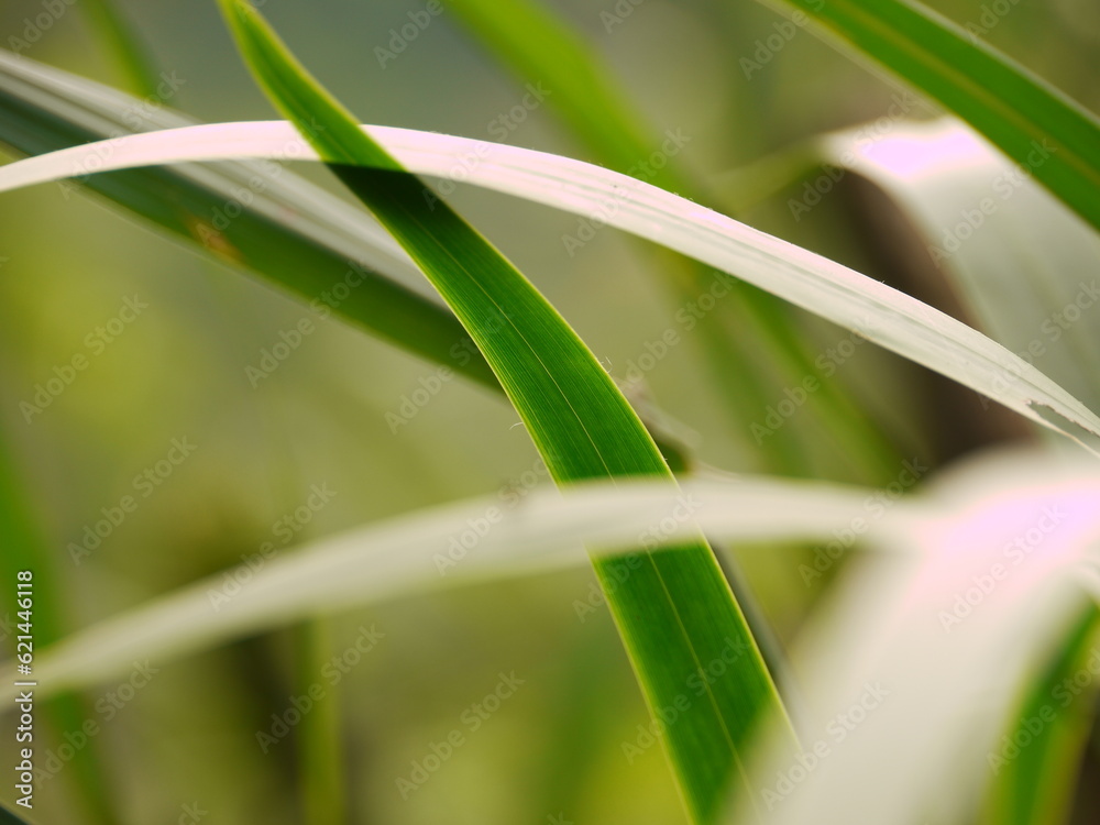 Green grass. Green grass.