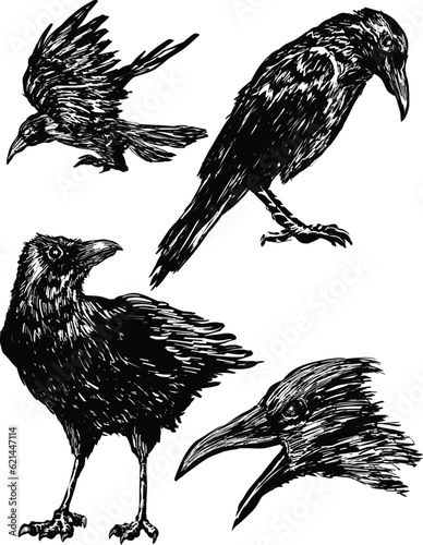 Crows ravens drawing ink styles vector design tattoo t shirt pattern doodle print