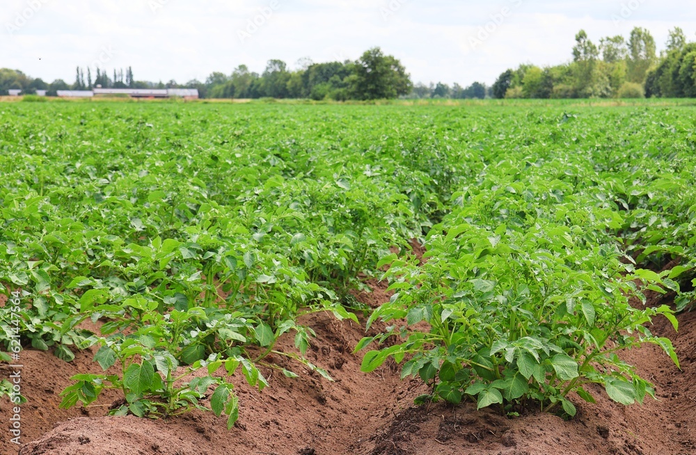 Potato field. Green potato plants in rows .Selective focus.