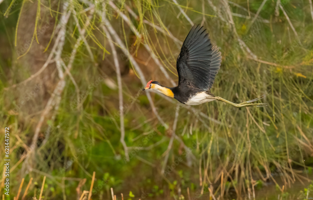 Fototapeta premium comb-crested jacana (Irediparra gallinacea) in flight and blending into the environment in Queensland, Australia.