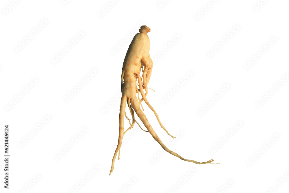 Fototapeta premium ginseng isolated on transparent background