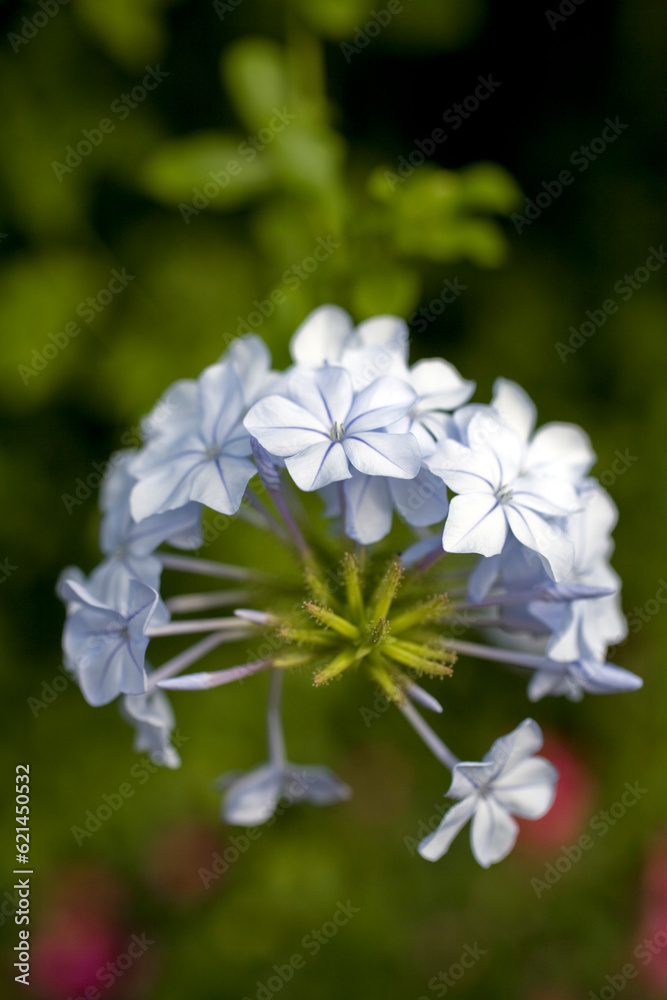 Flower close-up in winter garden - Duthie park - Aberdeen - Scotland - UK