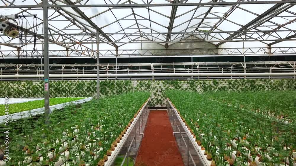 Greenhouse fresh vegetable planting scene Greenhouse fresh vegetable planting scene