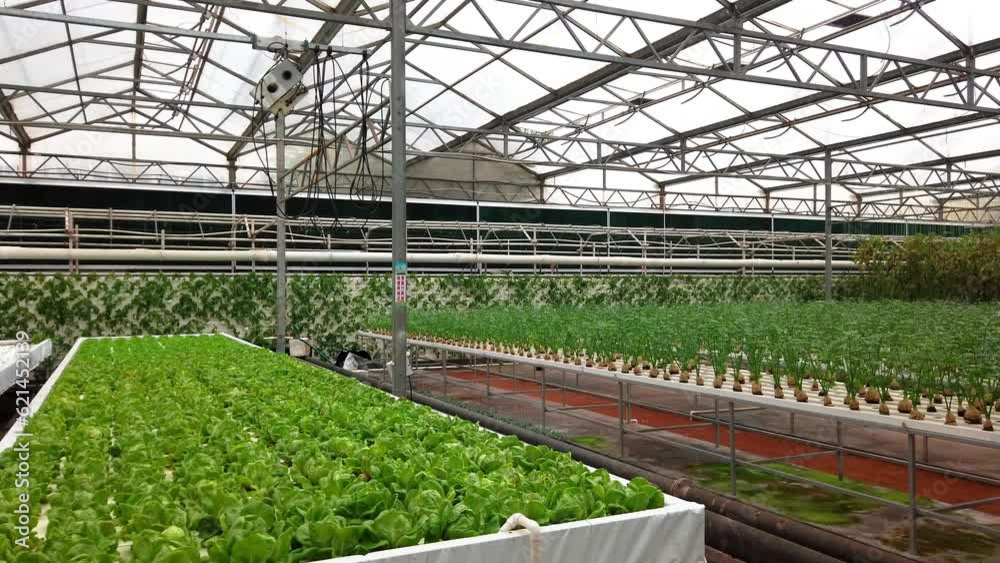 Greenhouse fresh vegetable planting landscape Greenhouse fresh vegetable planting landscape