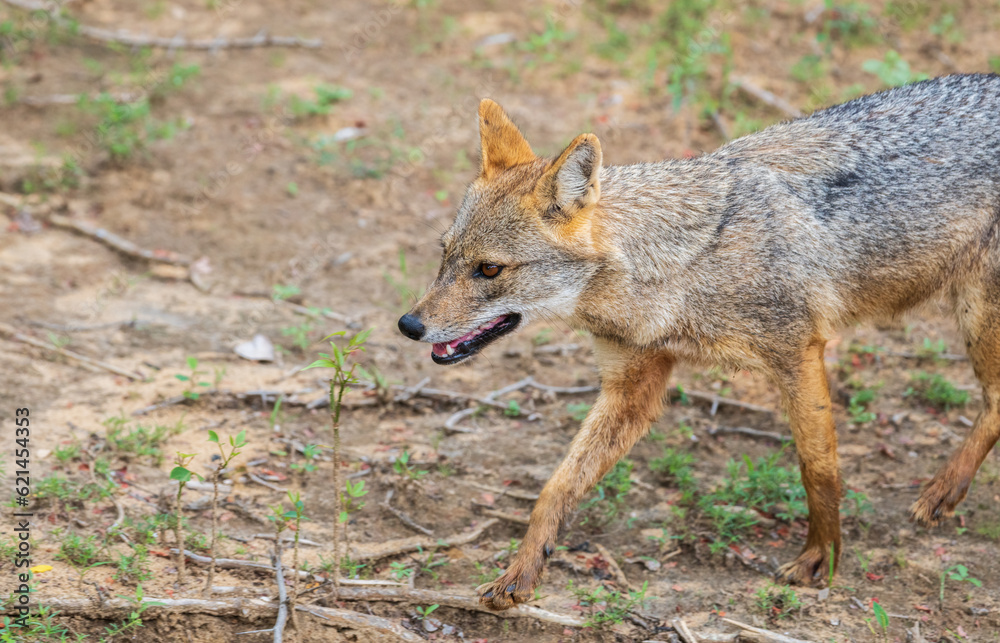 Beautiful wild golden jackal in Yala national park, opportunistic carnivore roaming freely in the jungle. Beautiful wild golden jackal in Yala national park, opportunistic carnivore roaming freely in the jungle.