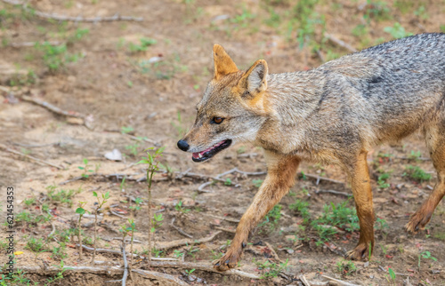 Beautiful wild golden jackal in Yala national park, opportunistic carnivore roaming freely in the jungle.