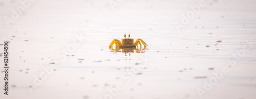 Horn-eyed ghost crab on the sandy beach in the Tropical island of Sri Lanka. Yellow ghost crab photograph. photo