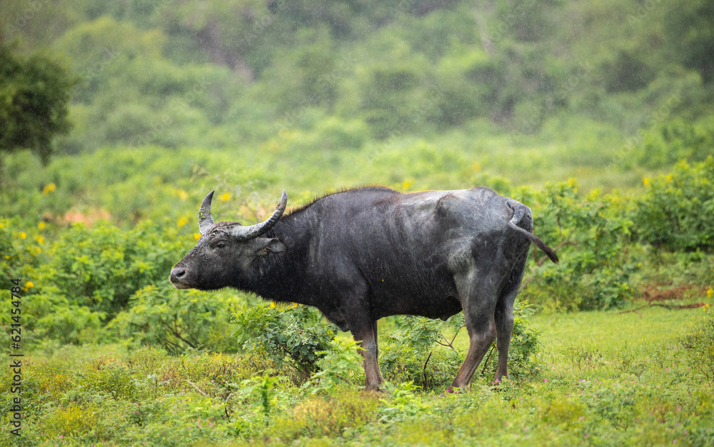Solitary Wild water buffalo stand still in the rain, lush greenery in Yala national park. Solitary Wild water buffalo stand still in the rain, lush greenery in Yala national park.