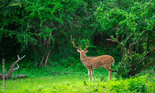 Beautiful male Sri Lankan axis deer in Yala national park. Lush greenery landscape.