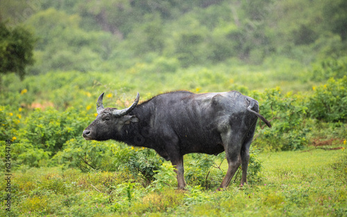 Solitary Wild water buffalo stand still in the rain, lush greenery in Yala national park.