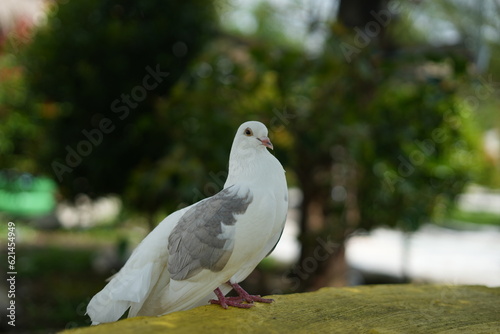 A dove on the ground © Herwin Bahar