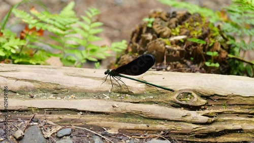 Slow motion of a Haguro dragonfly flying around a riverbed photo