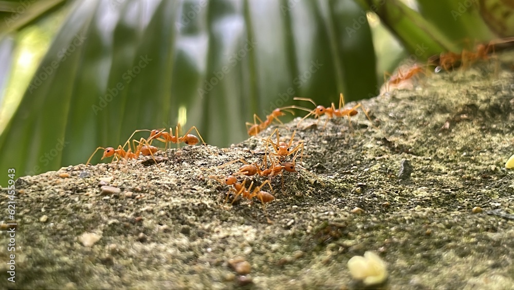 Red ants or Oecophylla smaragdina Red ants or Oecophylla smaragdina