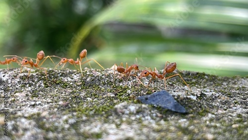 Red ants or Oecophylla smaragdina © Sattawat