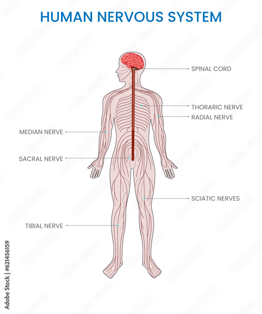 The human nervous system is a complex network of nerves and cells that ...