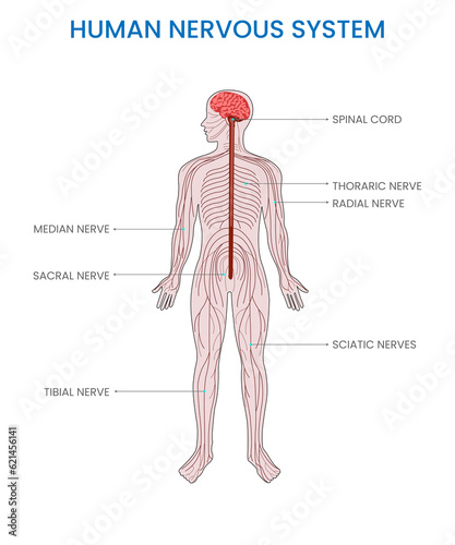 Human nervous system, Complex network coordinating body functions, transmitting signals for communication