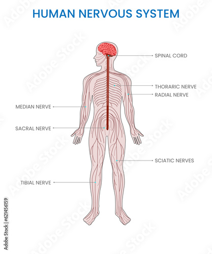 The human nervous system is a complex network of nerves and cells that coordinate and transmit signals, enabling communication and control throughout the body's functions and responses.
