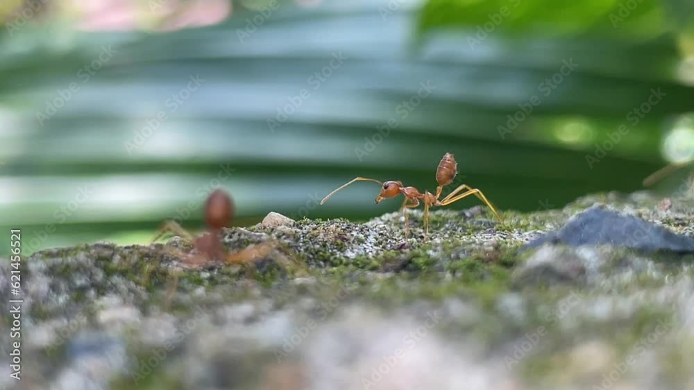 Red ants or Oecophylla smaragdina Red ants or Oecophylla smaragdina